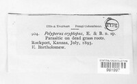 Polyporus cryptopus image